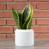 Vazonas Tang betoninis baltas diam. 15cm