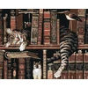 Zuty 2410201 paveikslas pagal skaičius „katė bibliotekoje“ 40 x 50 cm su rėmu (jau įtemptas)