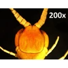 Celestron 44308 5 Mp rankinis skaitmeninis mikroskopas Pro