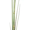 Craffancy Dekoratyvinė žolė, 2 vnt., 125 cm