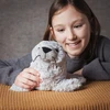 Didelė pliušinė ruonio Silvijos figūrėlė – minkštas žaislas vaikams