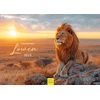 Edition Seidel Premium kalendorius Fascination Lions 2025 formatas Din A3 sieninis kalendorius gyvūnų kalendorius Afrika laukiniai gyvūnai plėšrūnas katė liūtas didelis katinas liūtas