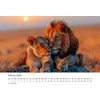 Edition Seidel Premium kalendorius Fascination Lions 2025 formatas Din A3 sieninis kalendorius gyvūnų kalendorius Afrika laukiniai gyvūnai plėšrūnas katė liūtas didelis katinas liūtas