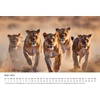 Edition Seidel Premium kalendorius Fascination Lions 2025 formatas Din A3 sieninis kalendorius gyvūnų kalendorius Afrika laukiniai gyvūnai plėšrūnas katė liūtas didelis katinas liūtas