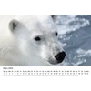Edition Seidel Premium kalendorius The World of Polar Bears 2025 formatas Din A4 sieninis kalendorius gyvūnų kalendorius Šiaurės ašigalis Grenlandija baltasis lokys plėšrūnas