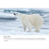 Edition Seidel Premium kalendorius The World of Polar Bears 2025 formatas Din A4 sieninis kalendorius gyvūnų kalendorius Šiaurės ašigalis Grenlandija baltasis lokys plėšrūnas
