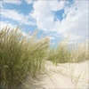 Plakatas Pro-art g1696a mural giclée 'summer Days I' 30 x 30 cm, įvairiaspalvis, 50x50 cm