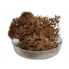 Rudasis kerpsamanė (chrobotek reniferowy) 20g