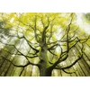 Schmidt Spiele 59669 Kita licencija Stefan Hefele Dream Tree dėlionė 1000 dalių įvairiaspalvė