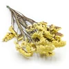 Stabilizuotas notched sea lavender - Limonium sinuatum - Geltonas