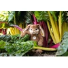 Steiff 067471 Bobble Floppy Rabbit 28 cm minkštas žaislas rudas glazūruotas imbieras
