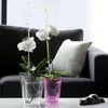 „Prosperplast Vazonas“ orchidėjoms „COUBI Transparen“