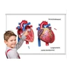 TimeTEX Širdis iš vidaus ir išorės, magnetinis rinkinys, 26 dalių (TT81362)
