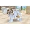 Nintendogs ir katės 3D: auksaspalvis retriveris (rinktinis) – Nintendo 3DS