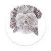 Popsockets 2 Cat Nap 800947 telefono laikiklis - standard