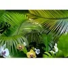 Fototapetai - Džiunglių orchidėjos
