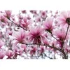 Fototapetai - Magnolijų dvelksmas