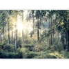 Fototapetai - Miško pasakojimai