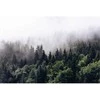 Fototapetai - Rūkas miške