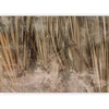 Fototapetai - Sausos žolės boho stiliaus peizažas