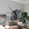 Fototapetai - Škotijos kalnų galvijai