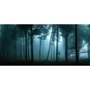 Fototapetai Žydras miško rūkas