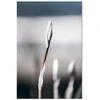 Paveikslas Botaninins minimalizmas