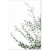 Paveikslas Eukaliptas Parvifolia