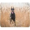 Pledas Dobermano pinčeris auksinėje žolėje