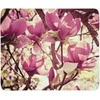 Pledas Rožinės magnolijos