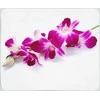 Pledas Violetinė - tamsiai raudona orchidėja