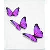 Pledas Violetinis drugelis