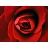 Medisana Aroma essence Rose
