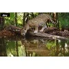 SJCAM Fotopułapka M50 Žalia