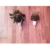 Augalų Auginimo Indelis - Click & Grow Pro Augalų Indeliai 9 Vnt.