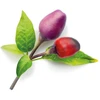 Augalų Kapsulė - Click & Grow Violetinė Chili Pepper 3 Vnt.