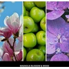 Car Air Freshener Rožinis - MAGNOLIA BLOSSOM & WOOD MILLEFIORI