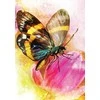 Blue Angel Mėlyna Angel Mėlyna Angel Butterfly Transformations Kortos