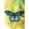 Blue Angel Mėlyna Angel Mėlyna Angel Butterfly Transformations Kortos