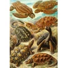 Dėlionė Cenega Puzzle Good Loot Imagination - Ernst Haeckel: Sea Turtles 1000 pc(s)