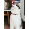 ZOLUX Chatouille rožinė - cat collar