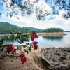 Objektyvas - Laowa 10mm f/4 Cookie L Mount APS-C 109.3° Juodas