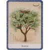 Orakulo Kortos The Wisdom Of Trees Watkins Publishing