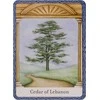 Orakulo Kortos The Wisdom Of Trees Watkins Publishing