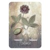 Rockpool Magickal Herb Oracle Kortos