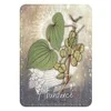 Rockpool Magickal Herb Oracle Kortos