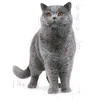 Royal Canin British Shorthair 10kg
