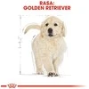 Royal Canin Golden Retriever Puppy sausas maistas auksaspalvių retriverių veislės šuniukams, 12 kg