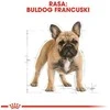 Royal Canin French Bulldog Adult 3kg