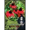 Solarus Flower Magic Oracle Kortos